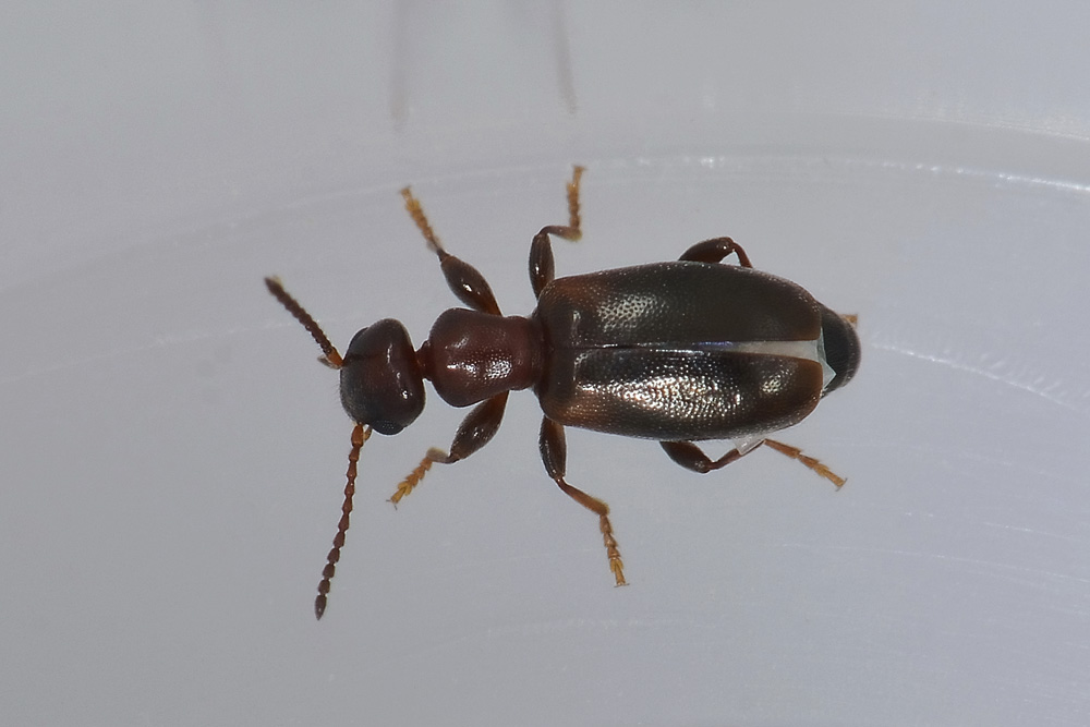 Anthicidae 3: Omonadus floralis